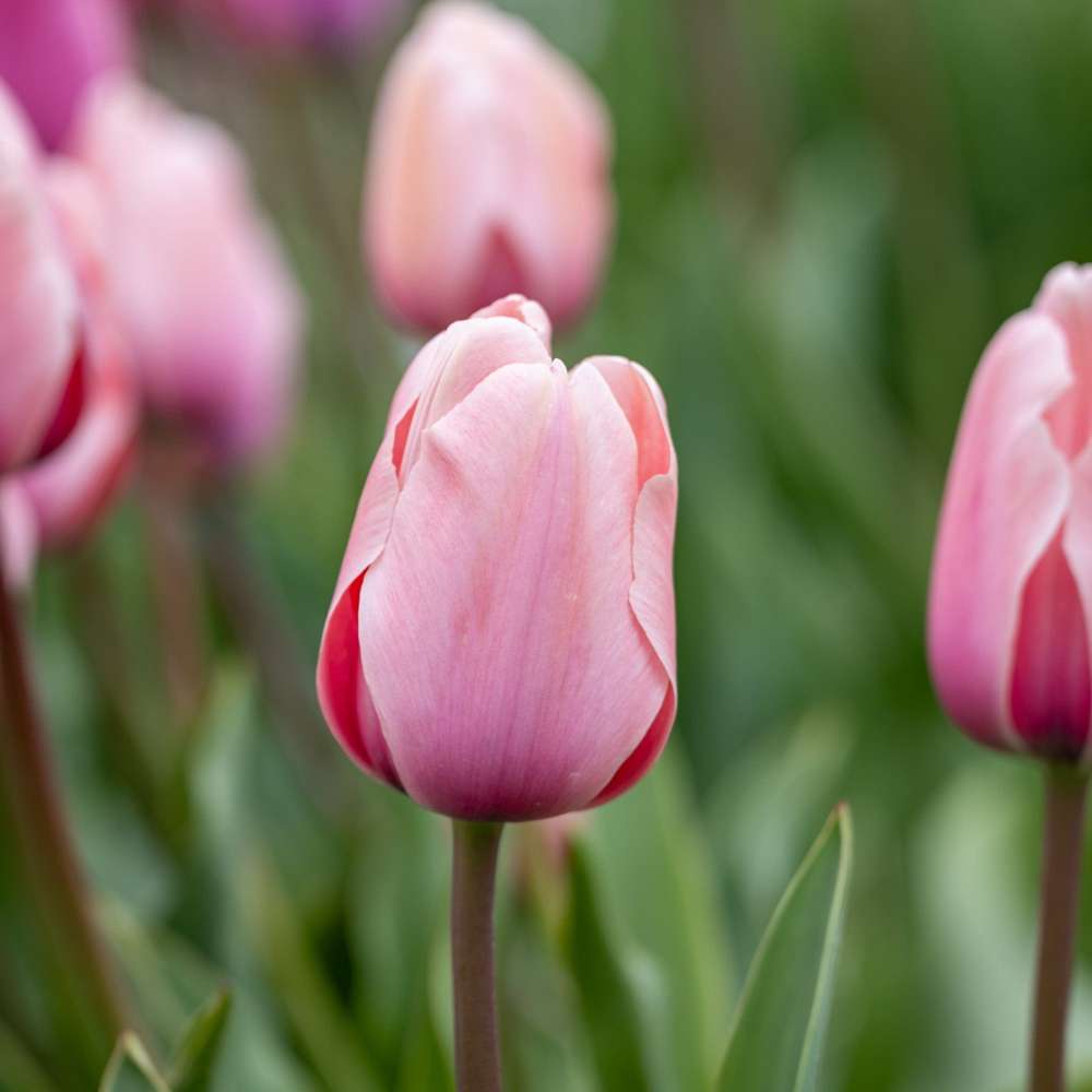 Tulppaani 'Salmon Impression'